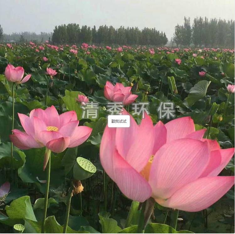 荷花苗種植各方面的要求有哪些？