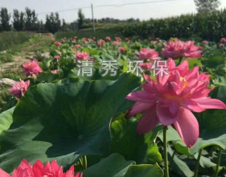 水生植物的生長習(xí)性